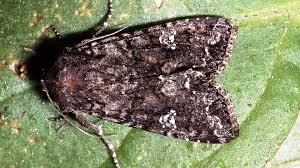 Attēlu rezultāti vaicājumam “Mamestra brassicae”