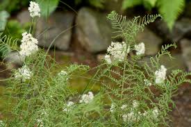 Attēlu rezultāti vaicājumam “Dryopteris filix-mas”