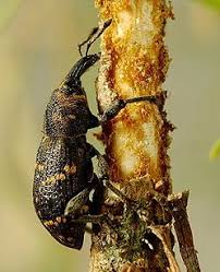 Attēlu rezultāti vaicājumam “Hylobius pinastri”