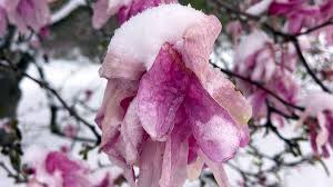 Attēlu rezultāti vaicājumam “Magnolia”