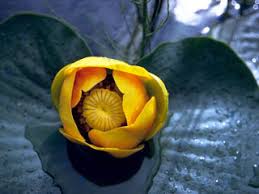 Attēlu rezultāti vaicājumam “Nuphar lutea flower”