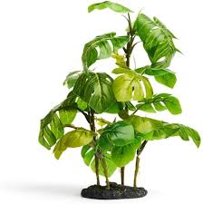 Attēlu rezultāti vaicājumam “Araceae”