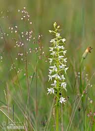 Attēlu rezultāti vaicājumam “Platanthera bifolia leaf”