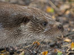 Attēlu rezultāti vaicājumam “Lutra lutra”