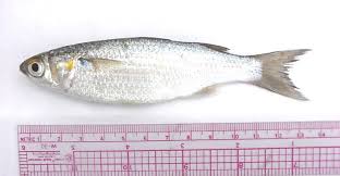 Image result for Mugil curema