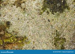 Attēlu rezultāti vaicājumam “Trapelia coarctata”