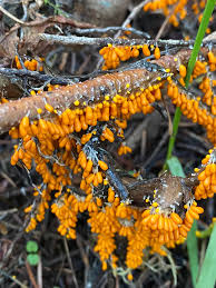 Attēlu rezultāti vaicājumam “Leocarpus fragilis var. bisporus spores”
