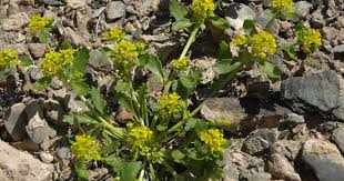 Attēlu rezultāti vaicājumam “Lepidium densiflorum bud”