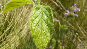 Attēlu rezultāti vaicājumam “Clinopodium vulgare leaf”