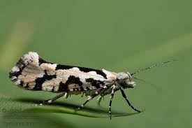 Attēlu rezultāti vaicājumam “Ypsolopha sequella”