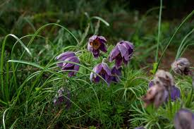 Attēlu rezultāti vaicājumam “Pulsatilla pratensis flower”