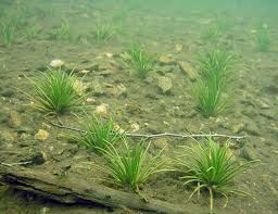 Attēlu rezultāti vaicājumam “Isoetes lacustris leaf”