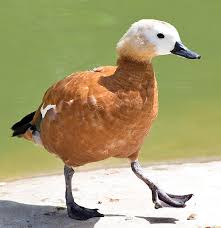 Attēlu rezultāti vaicājumam “Tadorna tadorna male”