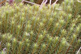 Attēlu rezultāti vaicājumam “Polytrichales”