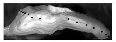 Image result for Gadus macrocephalus