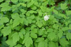 Attēlu rezultāti vaicājumam “Actaea spicata”