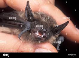 Attēlu rezultāti vaicājumam “Eptesicus serotinus”