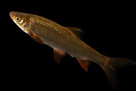 Image result for Chondrostoma nasus