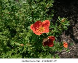 Attēlu rezultāti vaicājumam “Pentaphylloides fruticosa leaf”