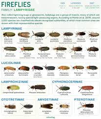 Attēlu rezultāti vaicājumam “Lampyridae”
