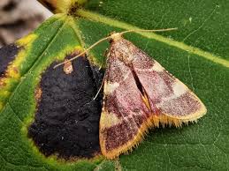 Attēlu rezultāti vaicājumam “Hypsopygia costalis”