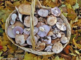 Attēlu rezultāti vaicājumam “Lepista nuda”