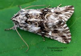 Attēlu rezultāti vaicājumam “Calophasia lunula”