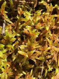 Attēlu rezultāti vaicājumam “Pleurozium schreberi sporophyte”