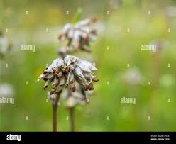 Attēlu rezultāti vaicājumam “Potentilla argentea bud”