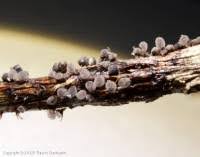 Attēlu rezultāti vaicājumam “Lamproderma pseudomaculatum spores”