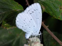 Attēlu rezultāti vaicājumam “Celastrina argiolus male”