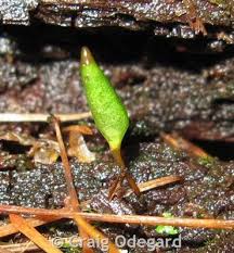Attēlu rezultāti vaicājumam “Buxbaumia aphylla”
