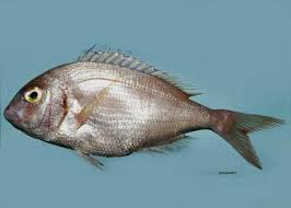 Image result for Pagrus