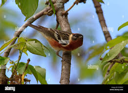 Image result for Dendroica castanea