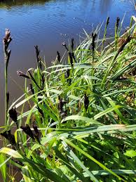 Attēlu rezultāti vaicājumam “Carex riparia”