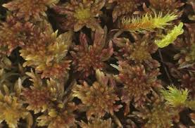 Attēlu rezultāti vaicājumam “Sphagnum quinquefarium”