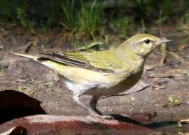 Image result for Vermivora peregrina