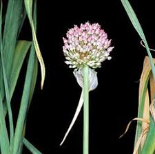 Attēlu rezultāti vaicājumam “Allium sativum”