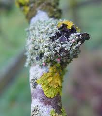 Attēlu rezultāti vaicājumam “Physcia adscendens”