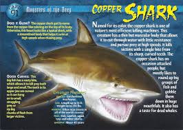 Image result for Carcharhinus brachyurus