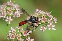 Attēlu rezultāti vaicājumam “Cylindromyia sp.”