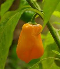Afbeeldingsresultaat voor orange habanero hot pepper