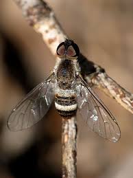 Attēlu rezultāti vaicājumam “Bombyliidae”