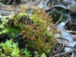 Attēlu rezultāti vaicājumam “Dicranella cerviculata”