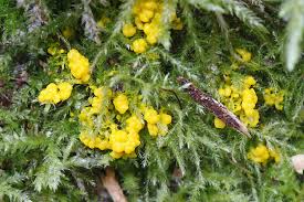 Attēlu rezultāti vaicājumam “Physarum virescens macro”