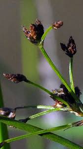 Attēlu rezultāti vaicājumam “Scirpus sylvaticus flower”