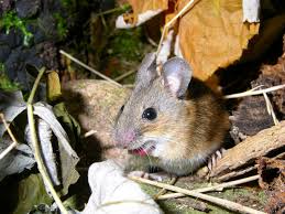Attēlu rezultāti vaicājumam “Apodemus flavicollis”