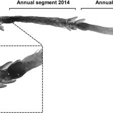 Attēlu rezultāti vaicājumam “Drepanocladus trifarius”