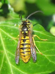 Attēlu rezultāti vaicājumam “Vespula germanica”