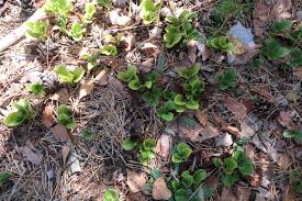 Attēlu rezultāti vaicājumam “Pyrola rotundifolia leaf”
